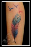 Colour Feather