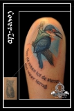 Cover Up ijsvogel