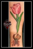 Tulip