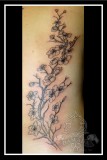 Cherry Blossom Fine Line