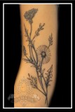 Dandelion Fine Line
