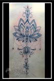 Lotus back